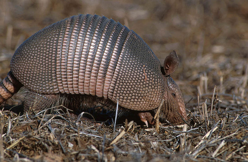 800px-Armadillo